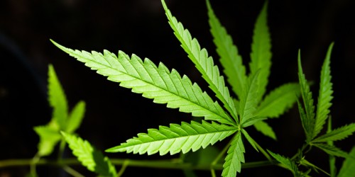 Addicted To Cannabis: What Are The Symptoms, Effects And Treatment Of A Marijuana Addiction?