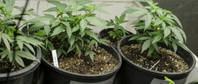 Marijuana Use During Pregnancy: What’s The Concern?