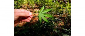 High IQ and Researcher Study Equals More Drug Use