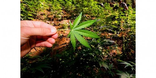 High IQ and Researcher Study  Equals More Drug Use