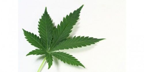 Addicted to Cannabis:  Marijuana Addiction Treatment