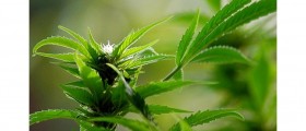 Marijuana: Pros And Cons