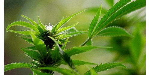 Steer Clear of Pot, If You Have Psychosis