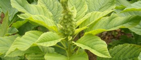 Traditional Morogo: The Most Nutritious Leaf Vegetable In Africa