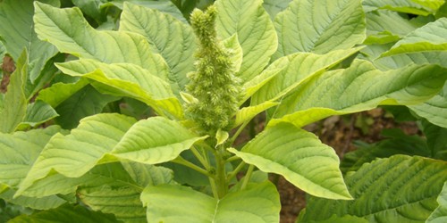 Traditional Morogo: The Most Nutritious Leaf Vegetable In Africa