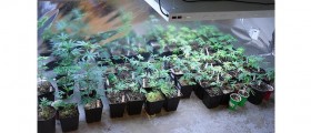Canada To Snuff Out Medical Marijuana Production In Homes