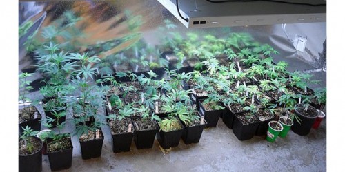 Canada To Snuff Out Medical Marijuana Production In Homes