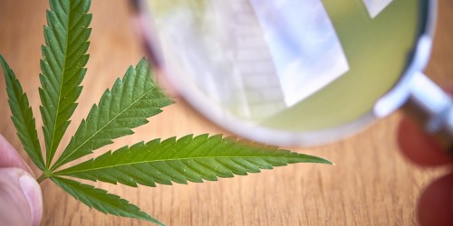 Can Your Medical Marijuana Actually Lead To A Cannabis Addiction?