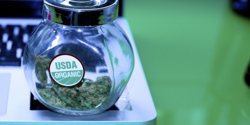 Benefits And Dangers Of Medical Marijuana: Should We Legalize It?