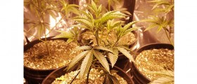 Therapeutic Uses Of Medical Marijuana