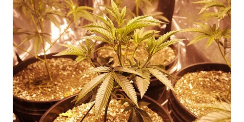 Therapeutic Uses Of Medical Marijuana