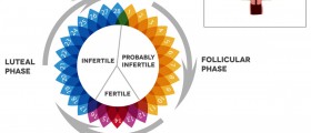 What Happens During The Luteal Phase Of Your Cycle?