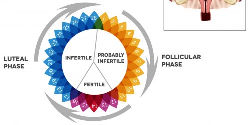 What Happens During The Luteal Phase Of Your Cycle?