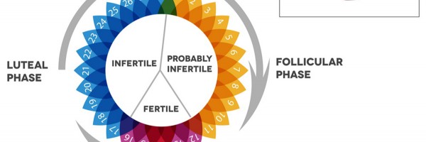 What Happens During The Luteal Phase Of Your Cycle?