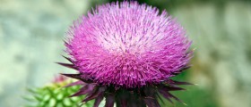 Herbs for Stimulating Lactation, and Stopping It When It’s Time for Weaning from Breastfeeding