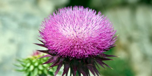 Herbs for Stimulating Lactation, and Stopping It When It’s Time for Weaning from Breastfeeding