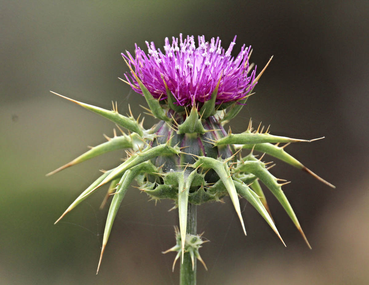 Milk Thistle, Overlooked Herb for Diabetes | Lymphatic & Endocrine