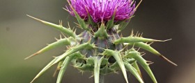Milk Thistle, Overlooked Herb for Diabetes
