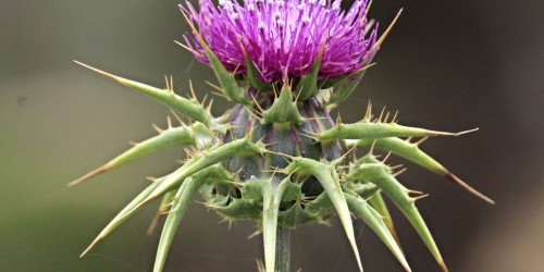 Milk Thistle, Overlooked Herb for Diabetes