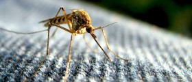 10 Mosquito Borne Diseases