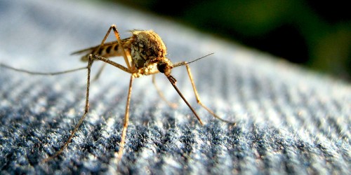 10 Mosquito Borne Diseases