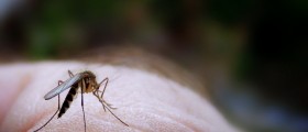 How A Mosquito Bite Can Cost The US Millions Of Dollars