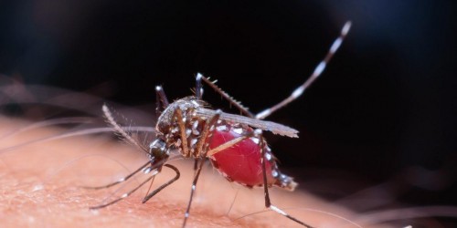 Small Bite, Huge Risk. What Do You Need To Know About Malaria?