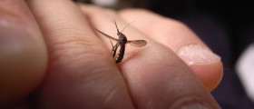West Nile Virus Not In News, But Still Causes Serious Illnesses