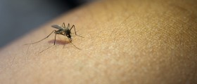 West Nile Virus
