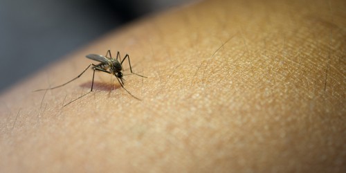 West Nile Virus