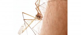 Insect Stings and Bites Remedies