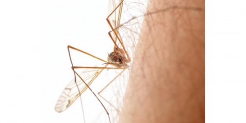 Insect Stings and Bites Remedies