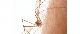 Home Remedies for Mosquito Bites