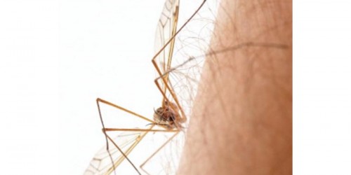 Home Remedies for Mosquito Bites