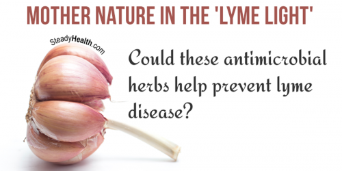 Mother Nature In the 'Lyme Light': Could These Antimicrobial Herbs Help Prevent Lyme Disease?