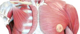 Amyotrophic Lateral Sclerosis: Symptoms and Treatment of ALS