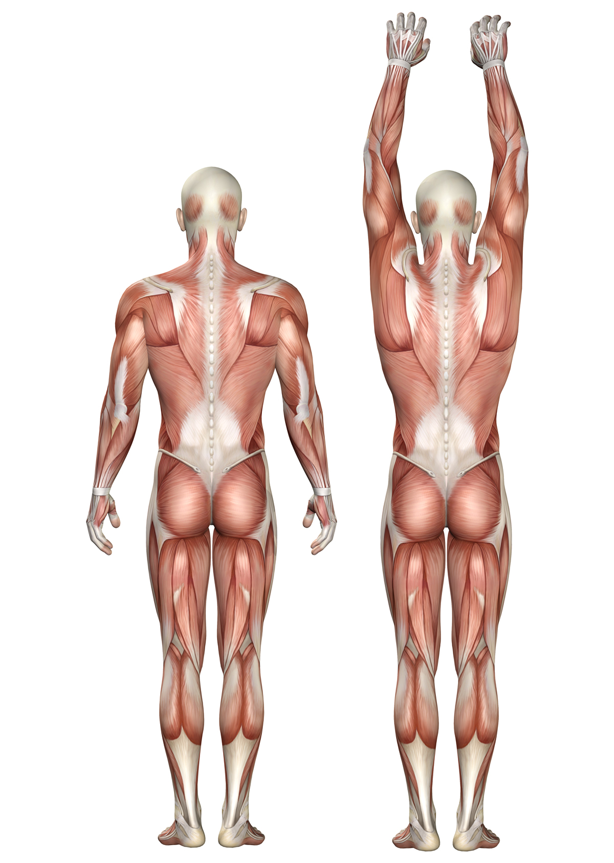 muscular-dystrophy-musculoskeletal-issues-articles-body-health