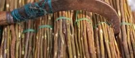Mother India’s All-Natural Beauty Remedies You Shouldn't Miss