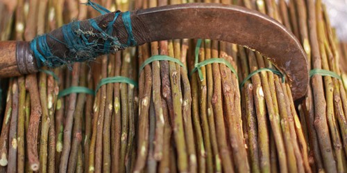 Mother India’s All-Natural Beauty Remedies You Shouldn't Miss