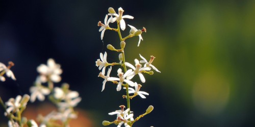 Pancreatic Cancer May Be Treatable With Tree Extract