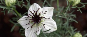 How Black Seed Oil Fights Cancer
