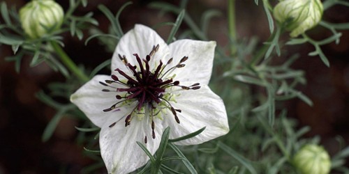 How Black Seed Oil Fights Cancer