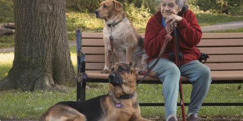 Dogs For Treating Dementia