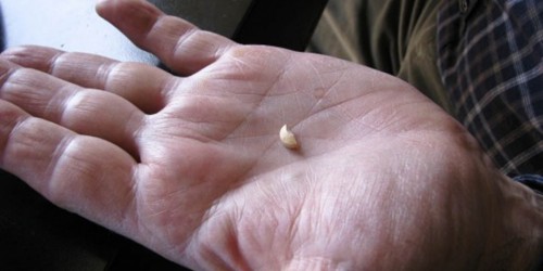 Levitra vs Cialis vs Viagra