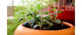 Secret Herbs You Should Have In Your Kitchen