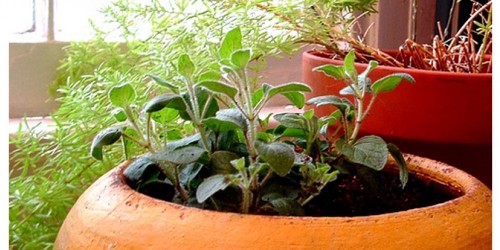 Secret Herbs You Should Have In Your Kitchen