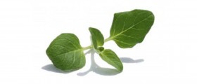 My Herbal Heaven: 10 Herbs You Can Grow In Your Kitchen