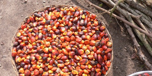 Top 14 Food Ingredients That Are Actually Toxic