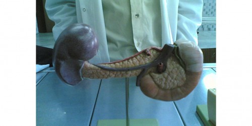 Different Experiences with Pancreatitis Diet and Life Style Changes