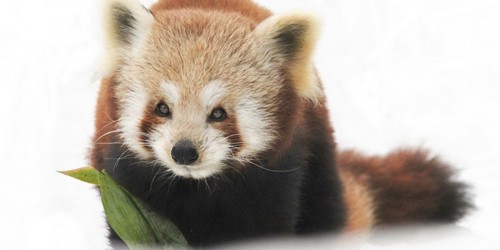 PANDAS: When A Strep Infection Leads To Obsessive Compulsive Disorder